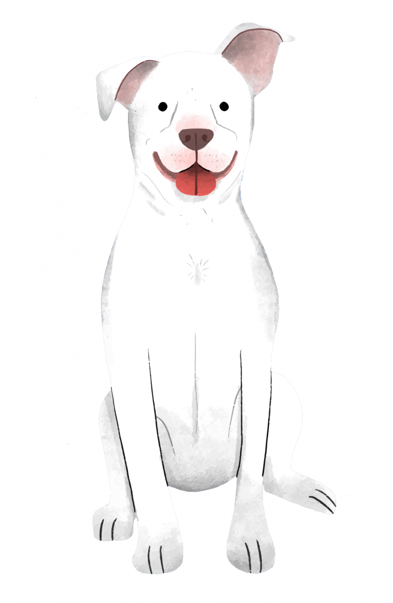 7 Best Cameras for Pet Photography in 2022 [Buying Guide] CameraIO